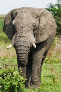 elephant 2 26 14