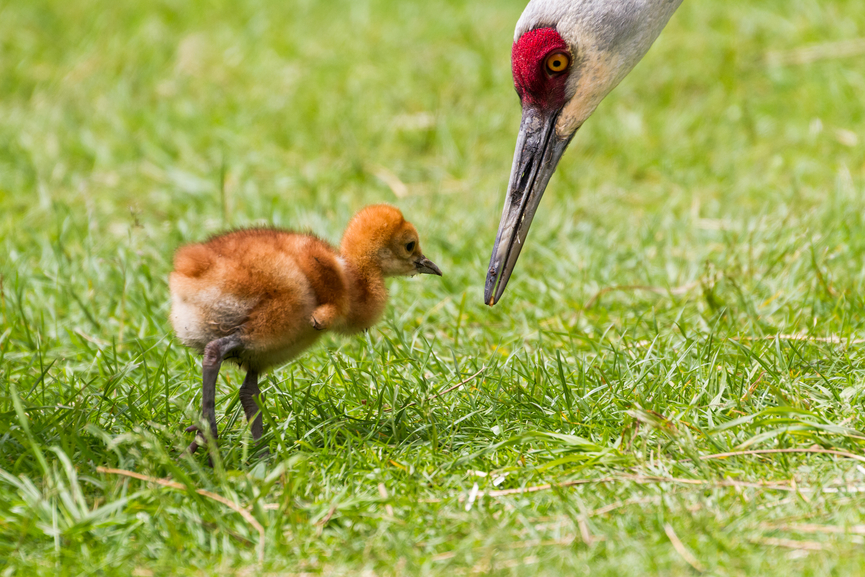 sandhill crane and baby chick